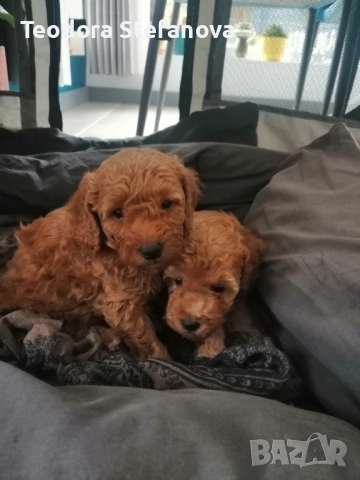 Мини пудели , снимка 3 - Пудели - 52589135