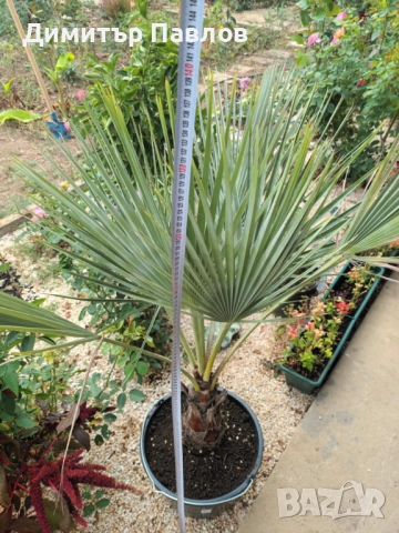 Брахея Армата,Мексиканска Синя Палма, снимка 3 - Градински цветя и растения - 51920750