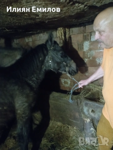 Конче, снимка 2 - Коне - 53403228