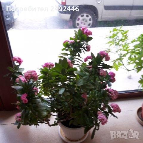 Стайни растения на ХИТ цени - Онлайн — Bazar.bg