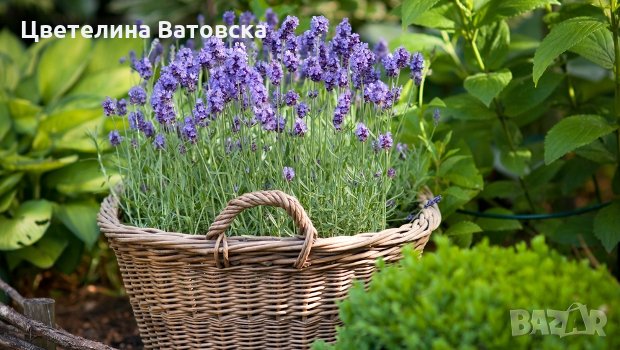 Лавандула за озеленяване на паркове и дворове, снимка 1 - Градински цветя и растения - 28261301