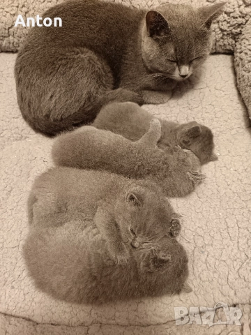 Британчета, снимка 6 - Британска късокосместа - 52557328