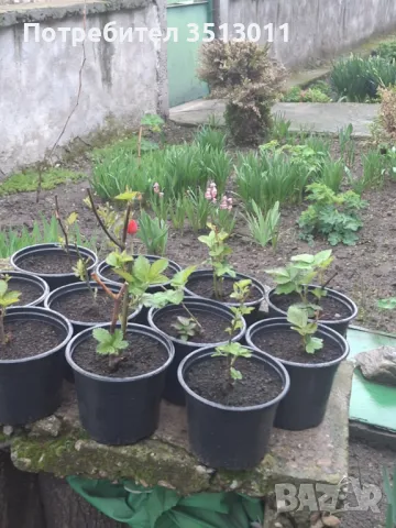 продавам разсад къпини, снимка 2 - Разсади - 48388713