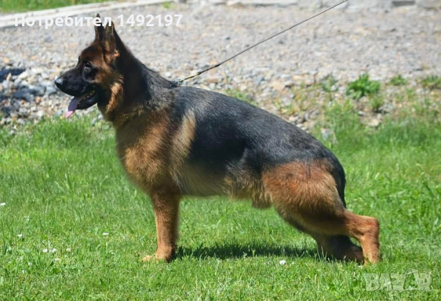 малки немски овчарки 