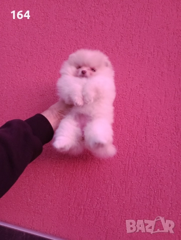 Женски мини Померан. Реални снимки!, снимка 2 - Померан - 52745235