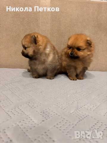 Померан мини, снимка 3 - Померан - 53063376