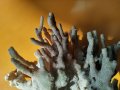 Стилофора корал, снимка 3