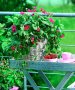 Ягода каскадна и целогодишна Растения засадени във висящи саксийки, снимка 7
