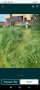 рязане на дървета, храсти, косене на треви, фрезоване , снимка 4