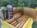 Пчелен Мед реколта 2025г,ливадни билки, букет,кошери, пчели, здраве, снимка 5