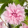 Clematis ‘Multi Pink’ (Клематис Мулти Пинк), снимка 2