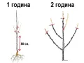   Райска ябълка Налични 3 сорта сорт  "Джиро"( Чинибули) ,  Фую И Костата ПРОМИЦИЯ !!!, снимка 5