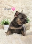 Lilac Tan френски булдог , снимка 1