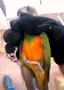 Сенегалски папагали-чифт, снимка 3