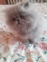 Персийски котенца, снимка 1