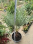 Брахея Армата,Мексиканска Синя Палма, снимка 3