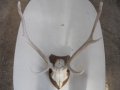 еленски рога с череп, снимка 2