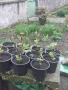 продавам разсад къпини, снимка 2
