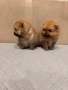 Померан мини, снимка 3
