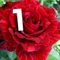 Корени готови за засаждане ” Черна Роза”, " Нефрит ", " Дъгова " внос Холандия, сертифицирани, снимка 7 - Градински цветя и растения - 32796152