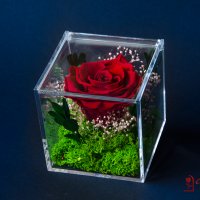 Естествена Вечна Роза в Акрилна Кутия / Уникален Подарък за Рожден Ден / Жива Вечна Роза в Кутия, снимка 1 - Подаръци за жени - 43749115