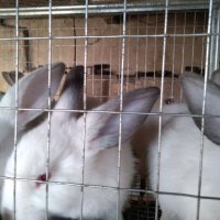 Зайци и заешко месо, снимка 7 - Други животни - 26212785