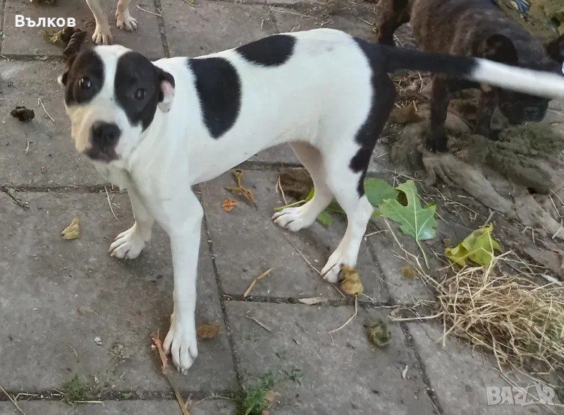 женски питбули, снимка 1