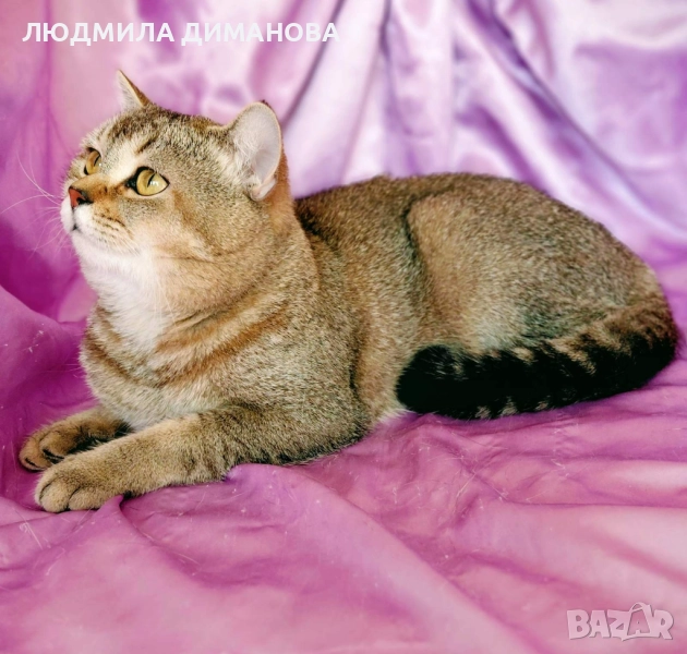 Шотландско мъжко Златна чинчила с родословие., снимка 1