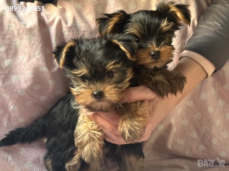 Йоркширски териер, снимка 1