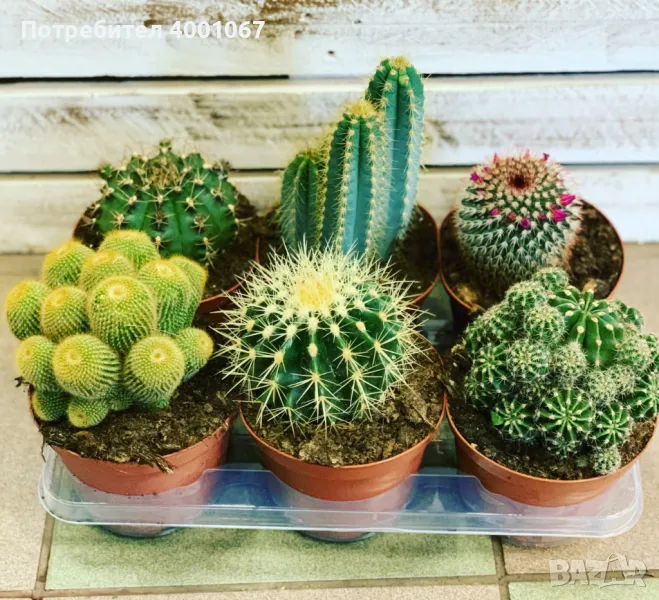 кактуси, снимка 1