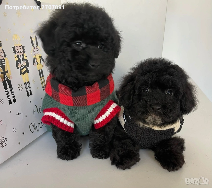 Черни мини пуделчета, снимка 1