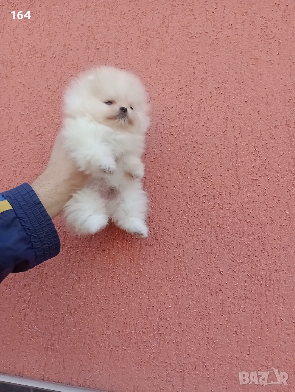 Миниатюрна ! Мини Померан. Реални снимки от 11.12.25 год. , снимка 1