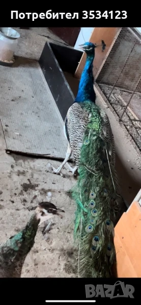 Пауни на 4 години чифт, снимка 1