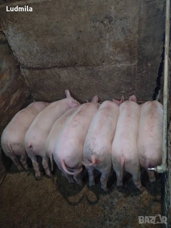 Малки прасета, снимка 1