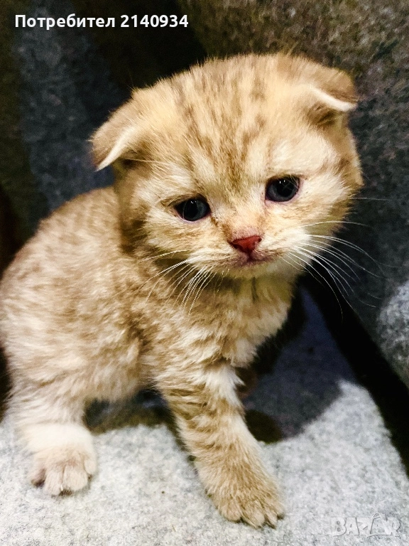 Шотландски клепоухи котенца. Златна чинчила, снимка 1