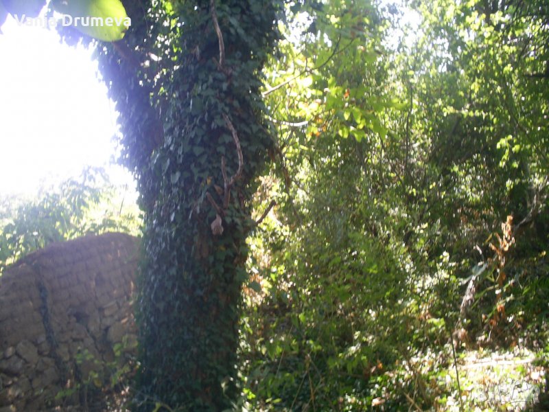 орехов материал, снимка 1