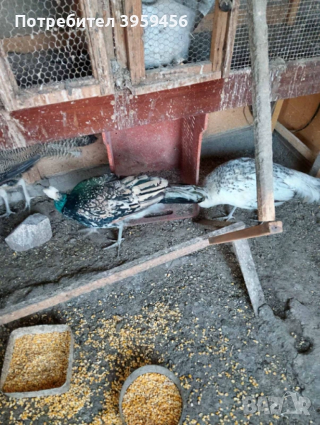 Пауни Арлекин, снимка 1