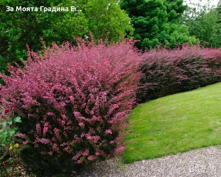 Берберис Тунберги, снимка 1