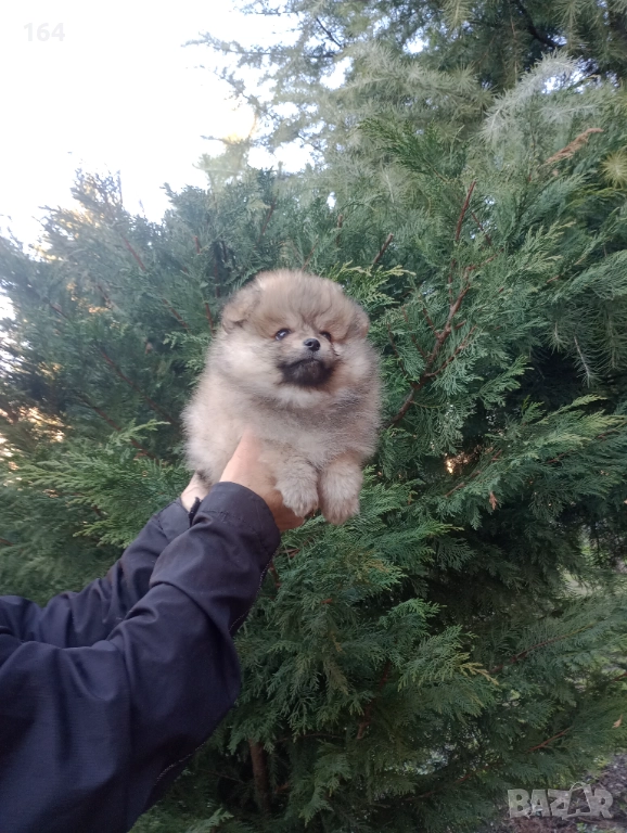 Мъжки Померан. Реални снимки от 29.12.25 г. , снимка 1