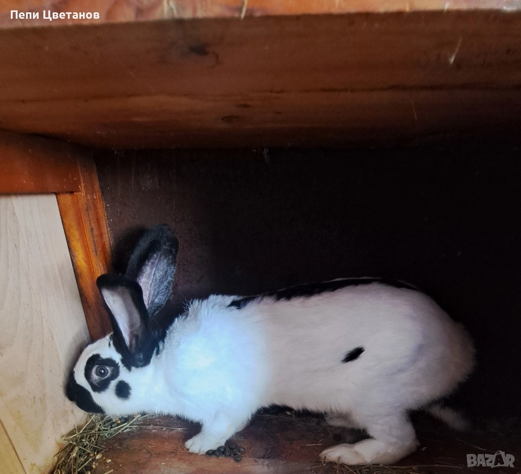 З А Й Ц И, снимка 1