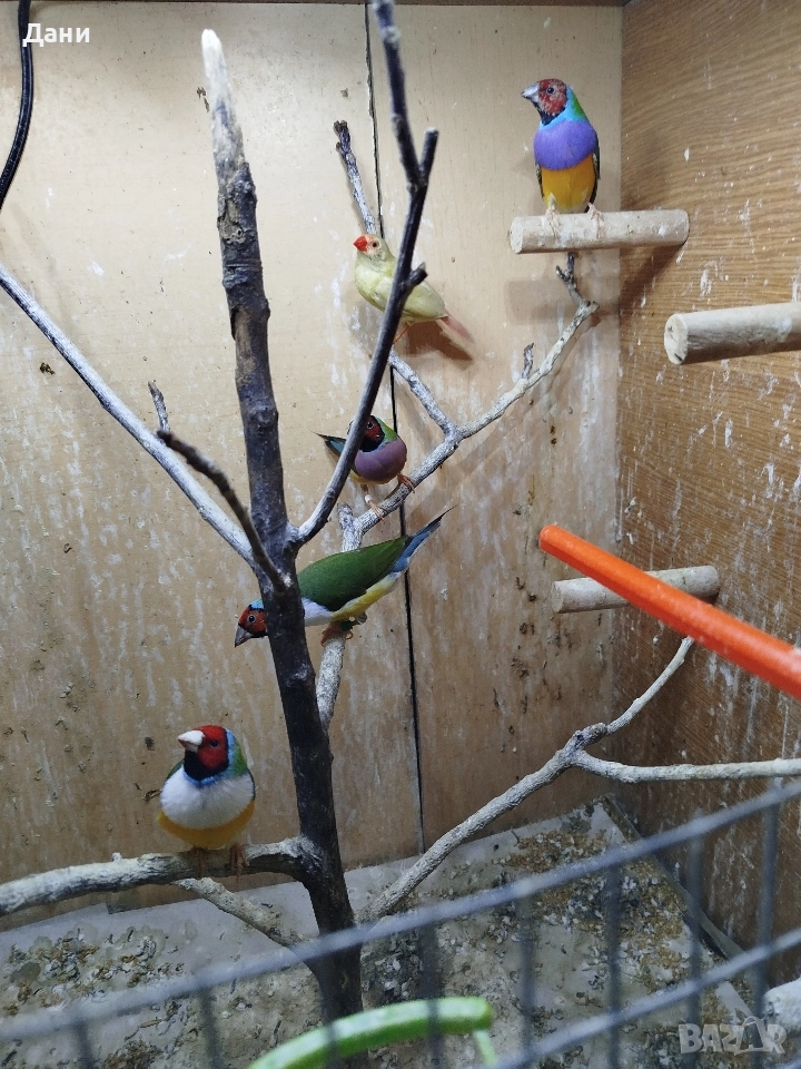 Продавам 2 чифта Гулдови амадини. , снимка 1