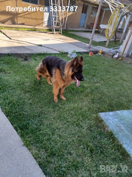 Мъжка немска овчарка за разплод , снимка 1