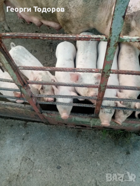 Малки прасенца , снимка 1