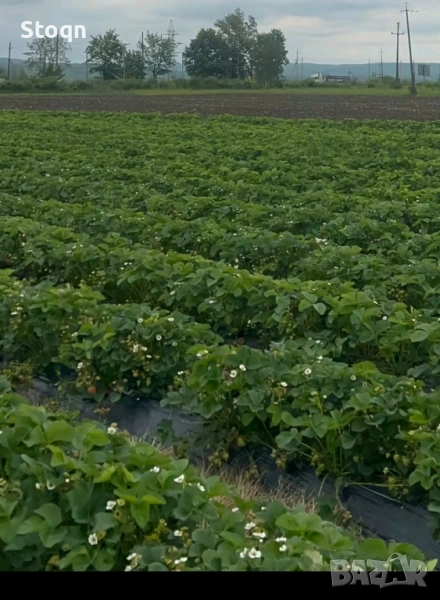 разсад ягоди , снимка 1