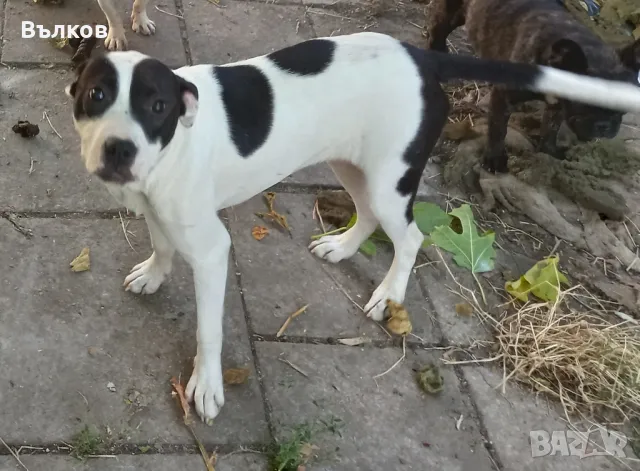 женски питбули, снимка 1