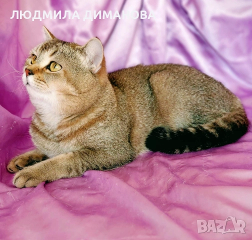 Шотландско мъжко Златна чинчила с родословие.