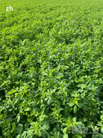 Семе люцерна Приста 3/Плевен 6, снимка 4 - Сортови семена и луковици - 43722731