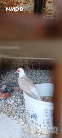 Шарени Диамантени гугутки!, снимка 3 - други­ - 51645799