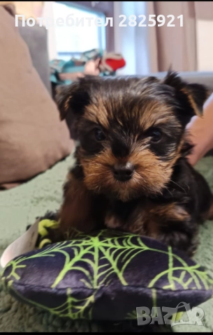 Йорки бебе, снимка 8 - Йоркширски териер - 52694965