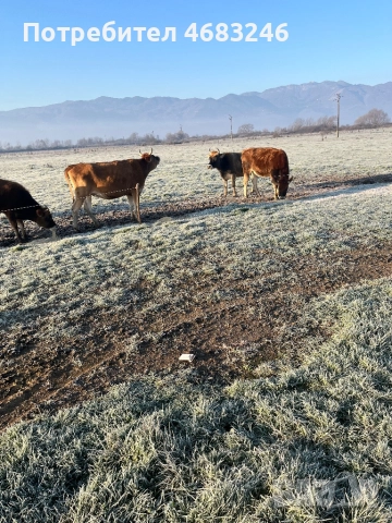 Крави, снимка 9 - Крави - 52798923